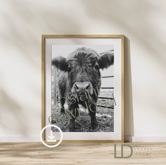 Stella the Calf Instant Digital Download; Highland Cow; Fluffy Cow Cattle Photography