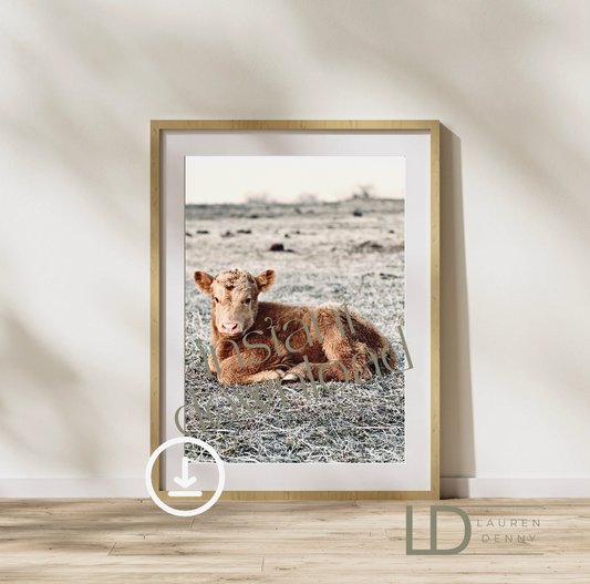 Yellow Calf Instant Digital Download; Highland Cow; Fluffy Cow Cattle Photography