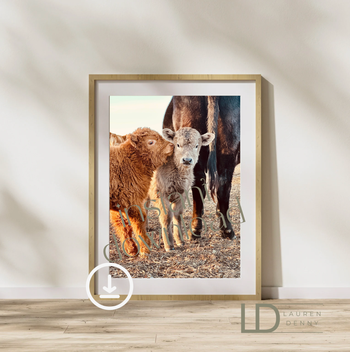 Calves Kissing Instant Digital Download; Highland Cow; Fluffy Cow Cattle Photography