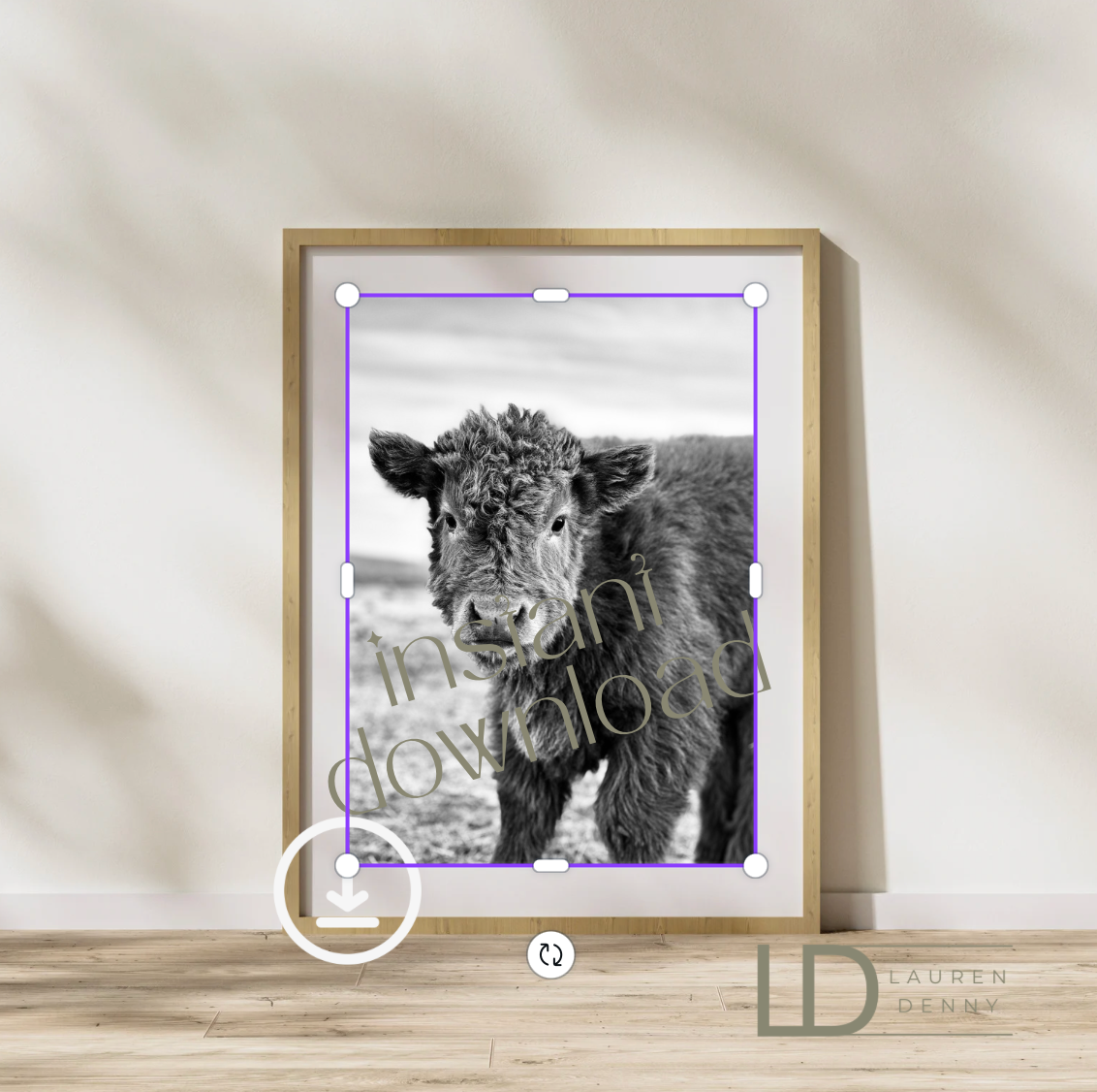 black and white fluffy calf Henry Instant Digital Download; Highland Cow; Fluffy Cow Cattle Photography