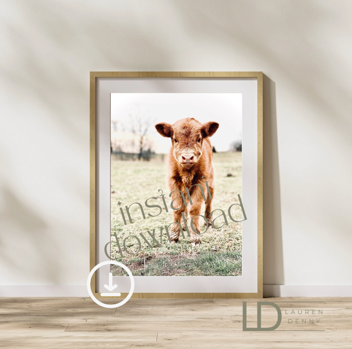 Opal the red calf Instant Digital Download; Highland Cow; Fluffy Cow Cattle Photography