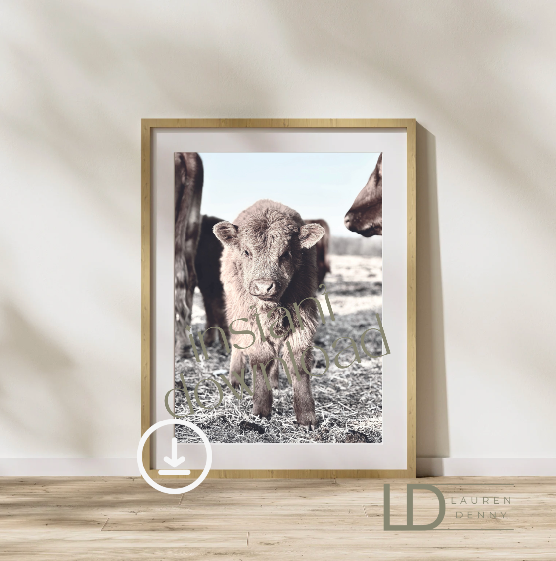 serious stares Instant Digital Download; Highland Cow; Fluffy Cow Cattle Photography