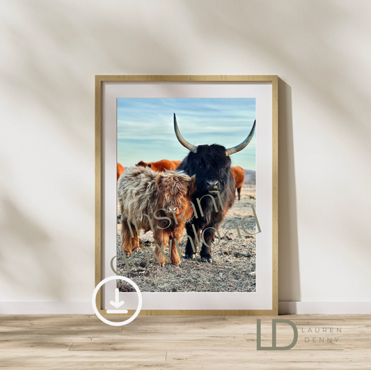 Violet and Baby Instant Digital Download; Highland Cow; Fluffy Cow Cattle Photography