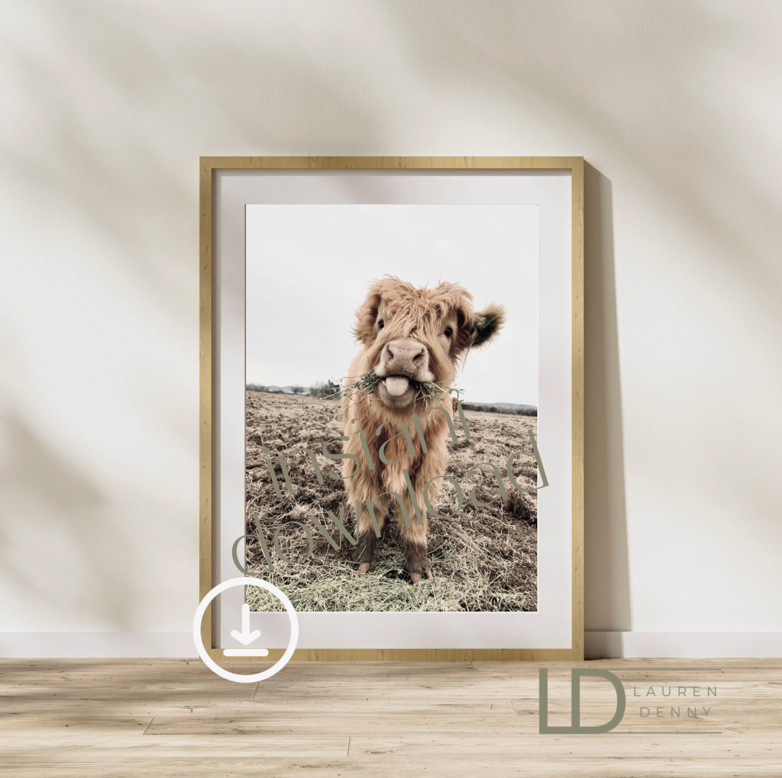Macho's Tongue Instant Digital Download; Highland Cow; Fluffy Cow Cattle Photography