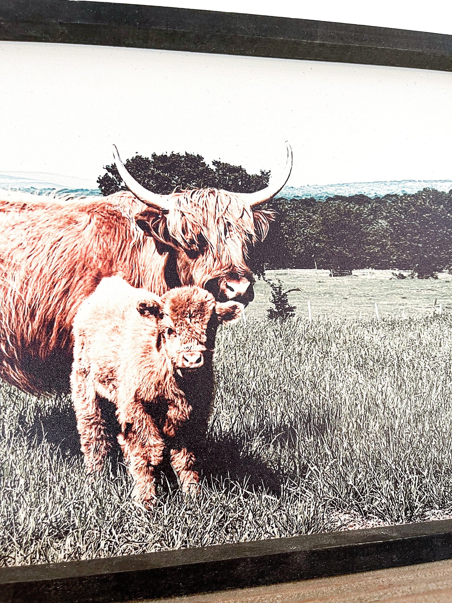 Millie and Calf Scottish Highland Fluffy Cow Farm Photo Western